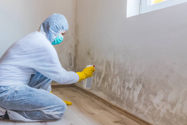 Licensed Basement Mold Removal service in Ridgefield, NJ - WQB Mold Removal