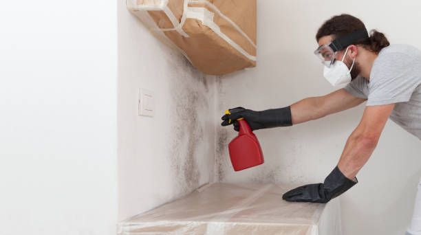 Professional Basement Mold Removal technician working in Ridgefield, NJ