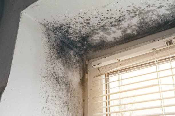 Affordable Basement Mold Removal solutions in Ridgefield, NJ